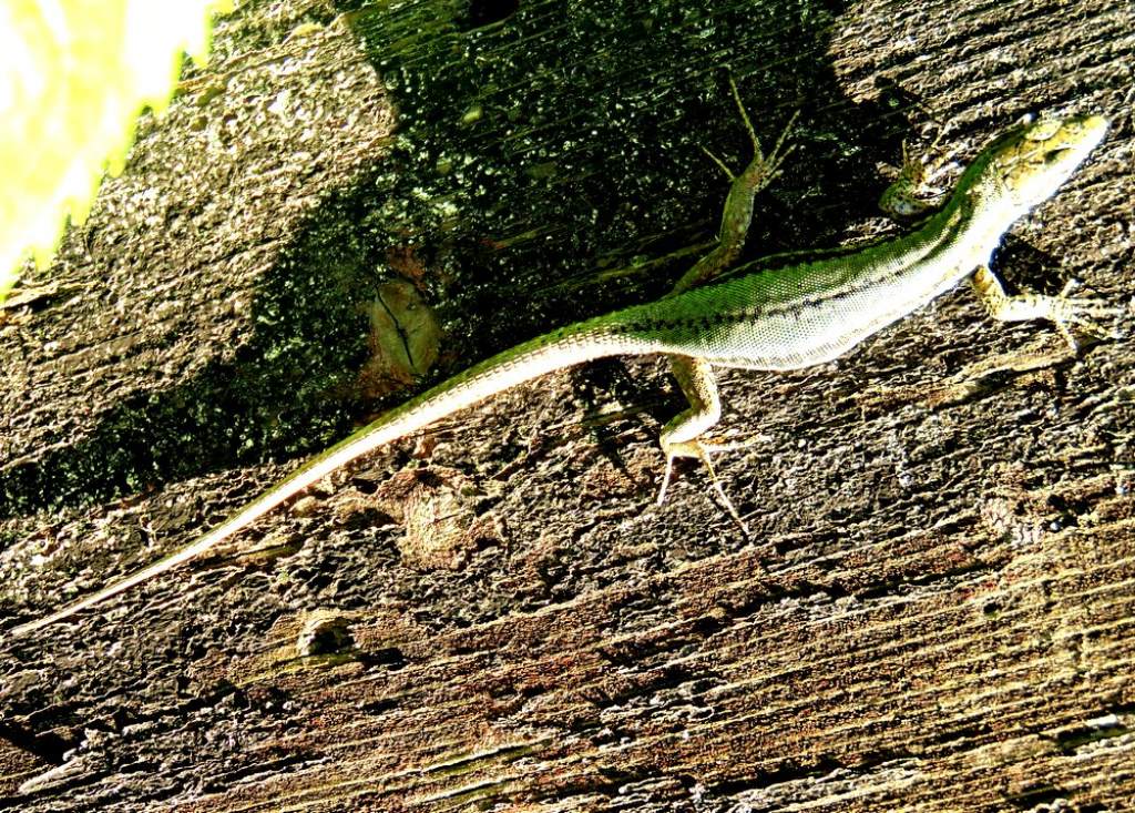 lucertola da id: Podarcis muralis, femmina