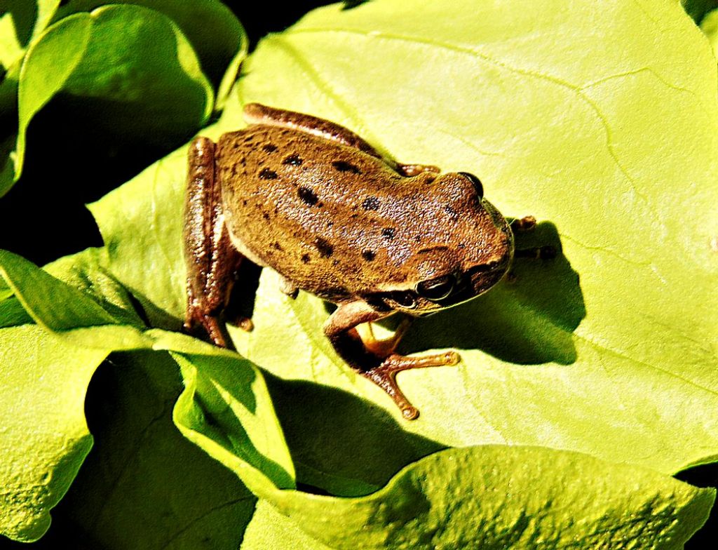 raganella?? Hyla meridionalis