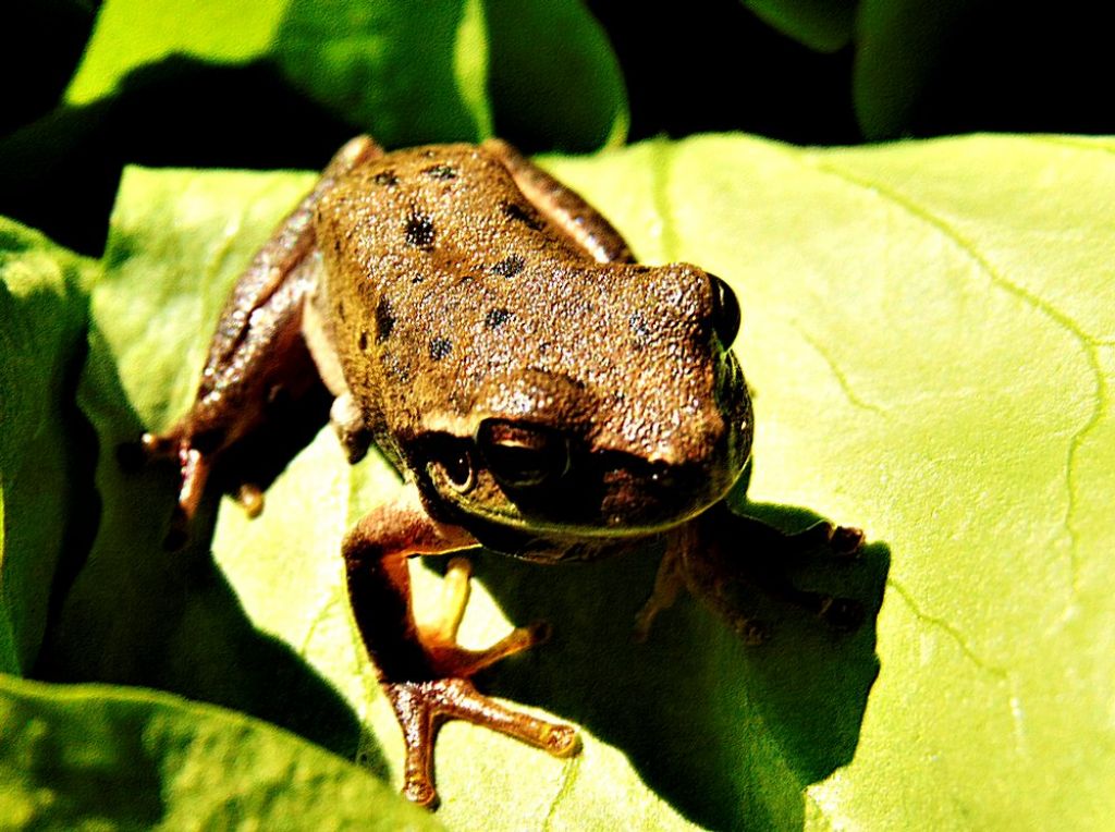 raganella?? Hyla meridionalis