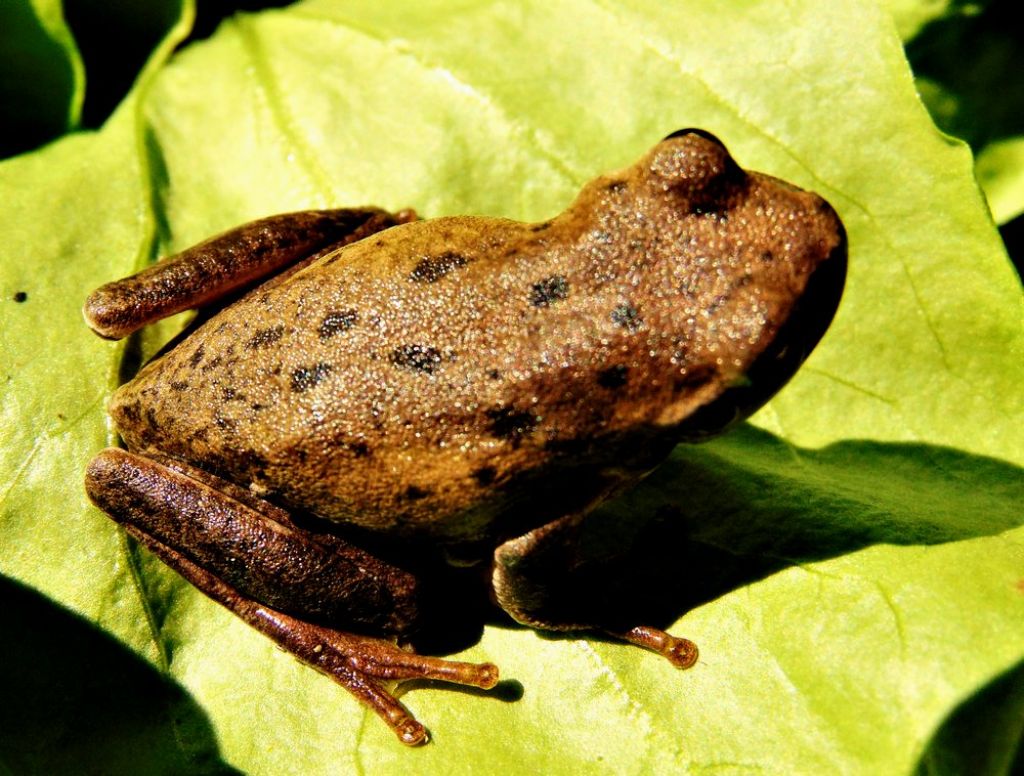 raganella?? Hyla meridionalis