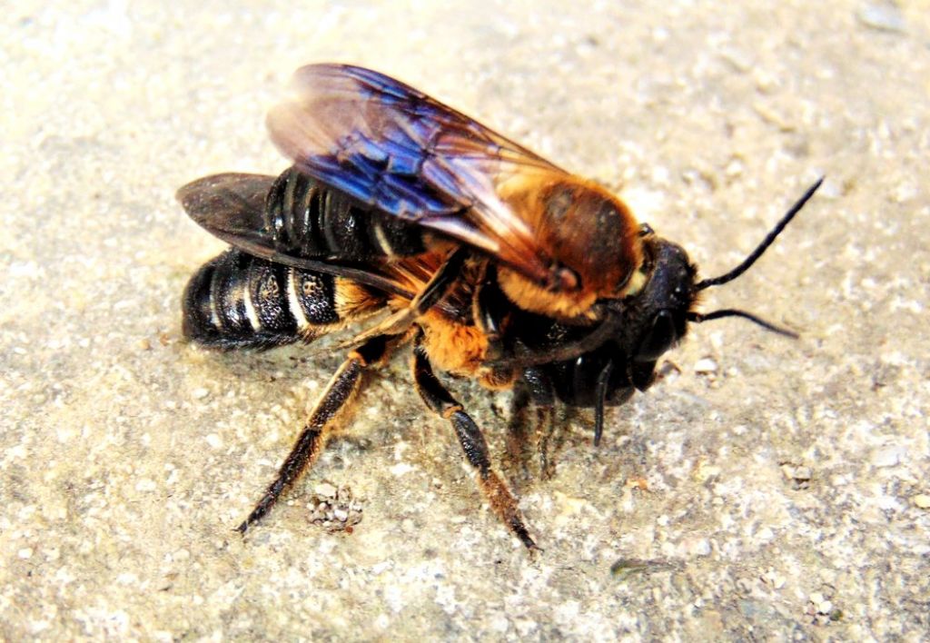 Apidae Megachilinae: Megachile sculpturalis
