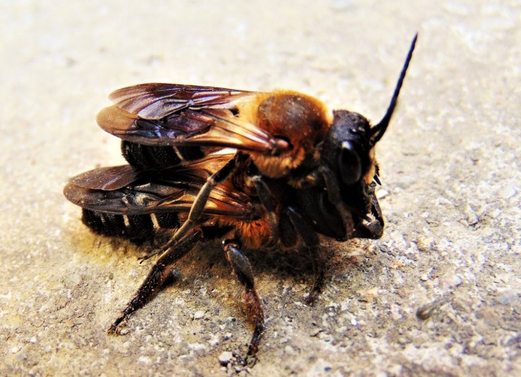 Apidae Megachilinae: Megachile sculpturalis