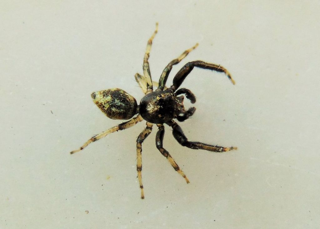 Phintella castriesiana, maschio - Campomorone (GE)