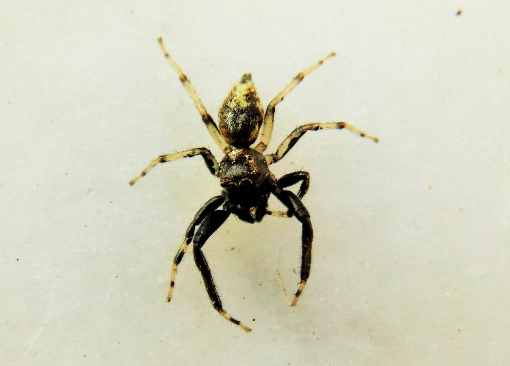 Phintella castriesiana, maschio - Campomorone (GE)