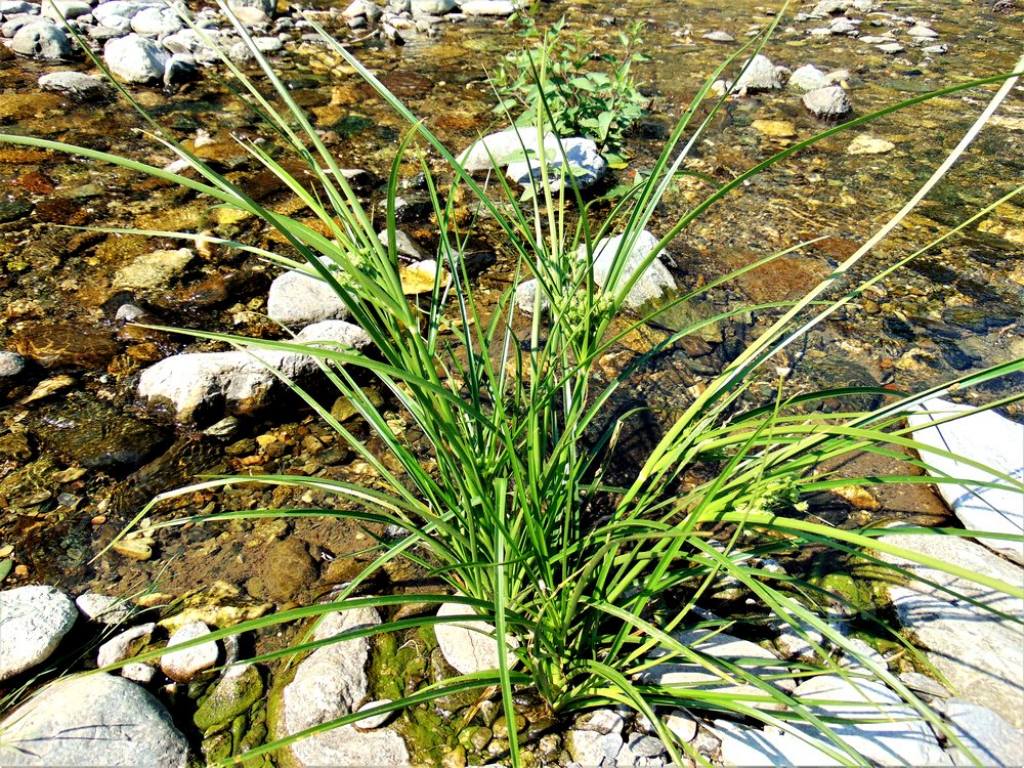Cyperus cfr. microiria da confermare