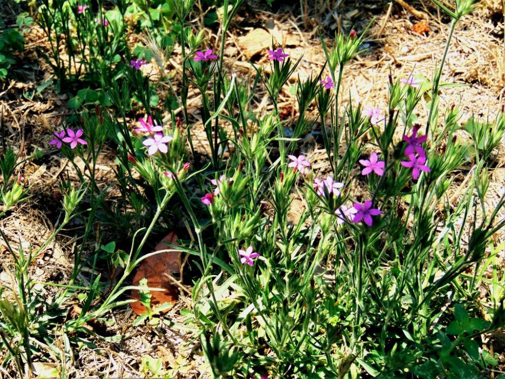 fiore selvatico da det