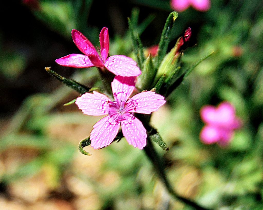 fiore selvatico da det