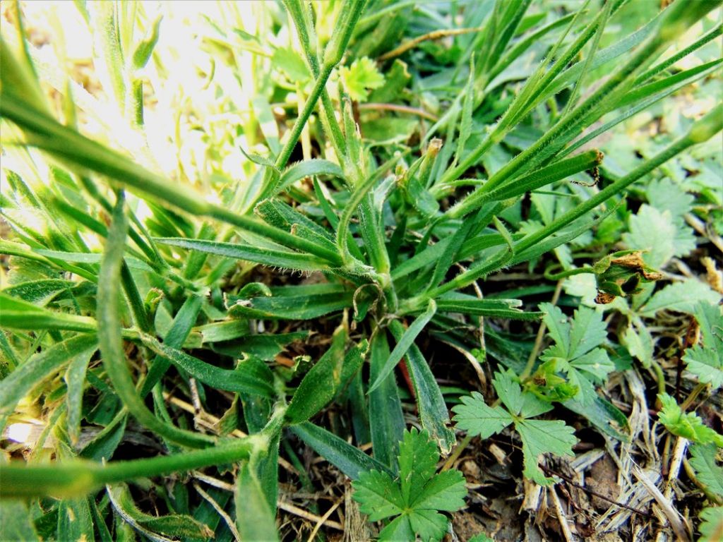 fiore selvatico da det