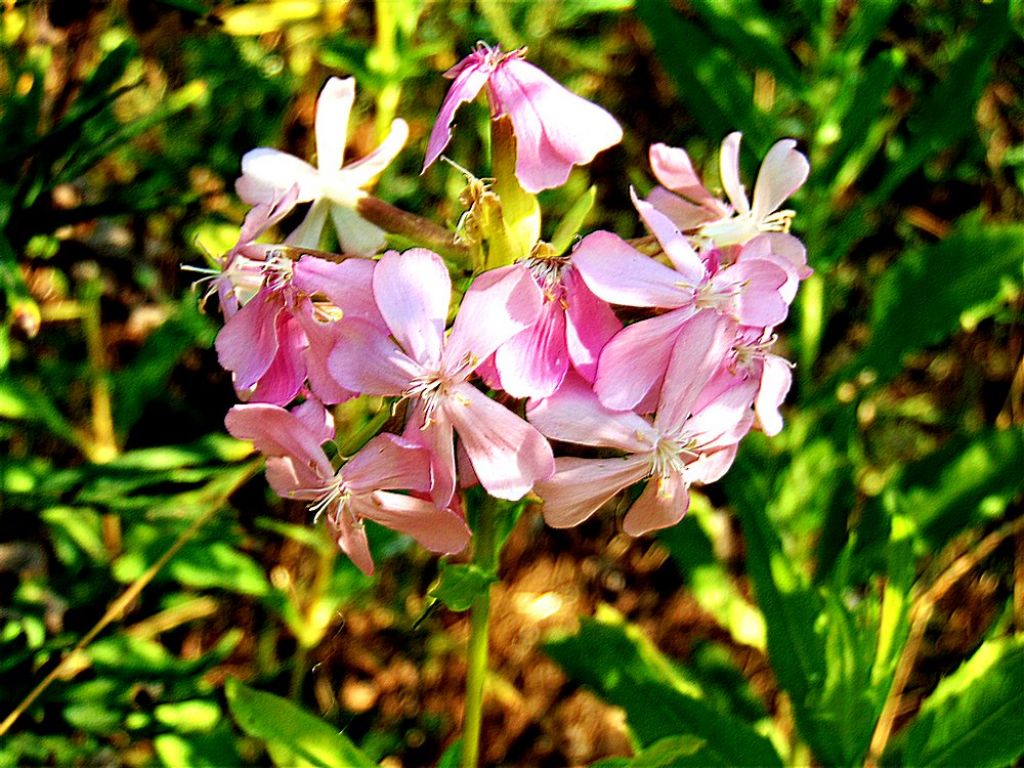 Saponaria officinalis (Caryophyllaceae)