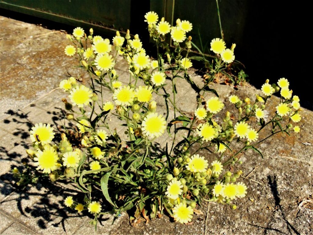Andryala integrifolia  (Asteraceae)