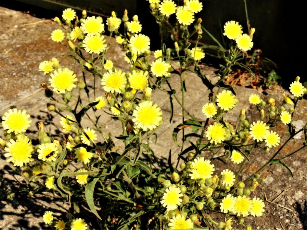 Andryala integrifolia  (Asteraceae)