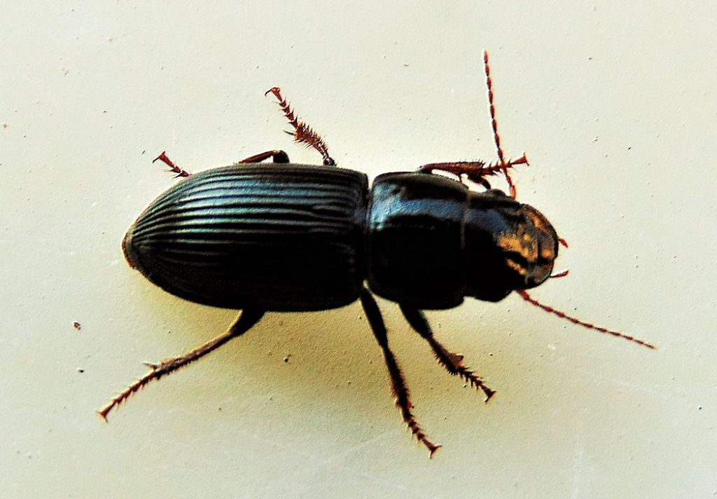 Carabidae: Acinopus picipes