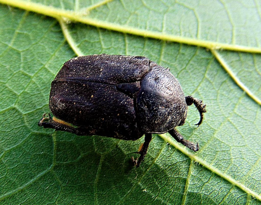 Cetoniidae: Protaetia (Netocia) morio