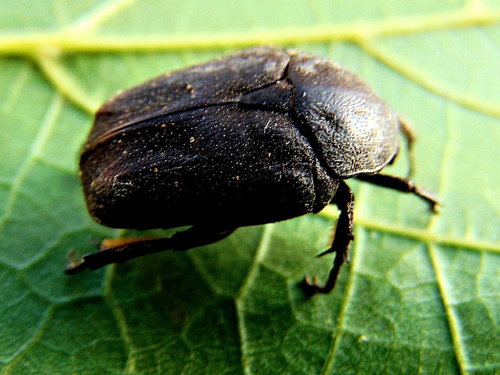 Cetoniidae: Protaetia (Netocia) morio
