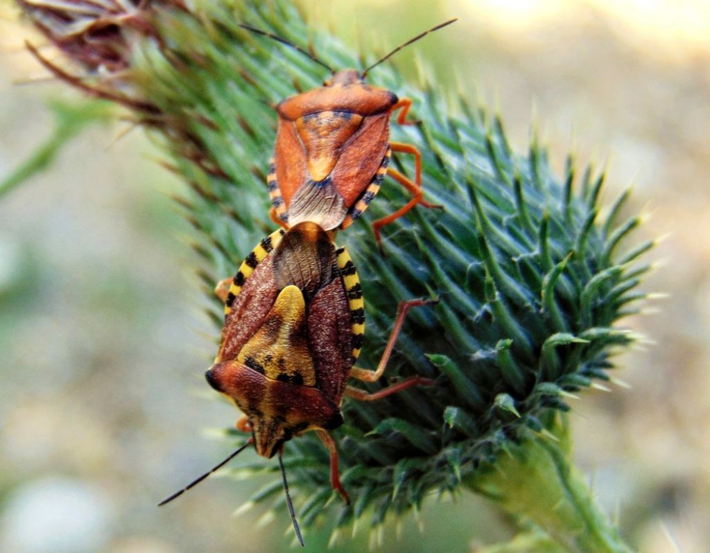 coppia di cimici