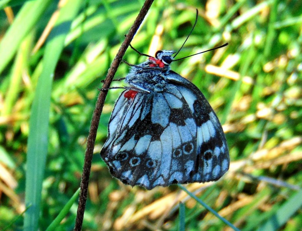 Farfalla da id: Melanargia galathea - Nymphalidae