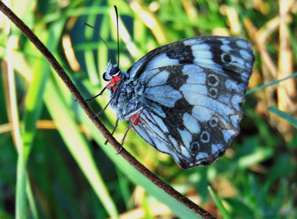 Farfalla da id: Melanargia galathea - Nymphalidae