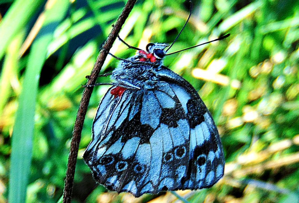 Farfalla da id: Melanargia galathea - Nymphalidae