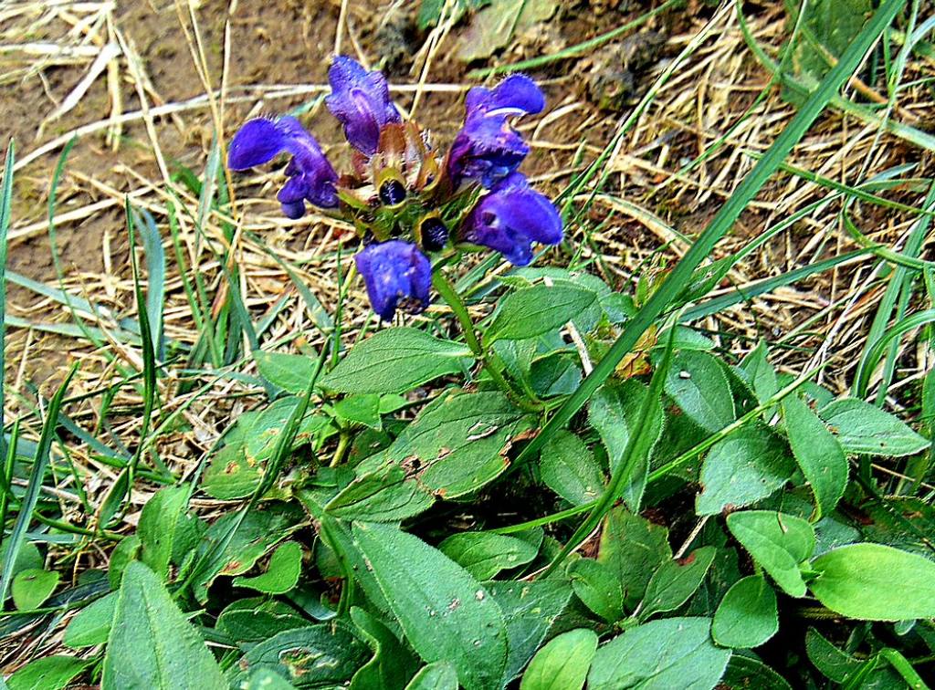 Prunella grandiflora