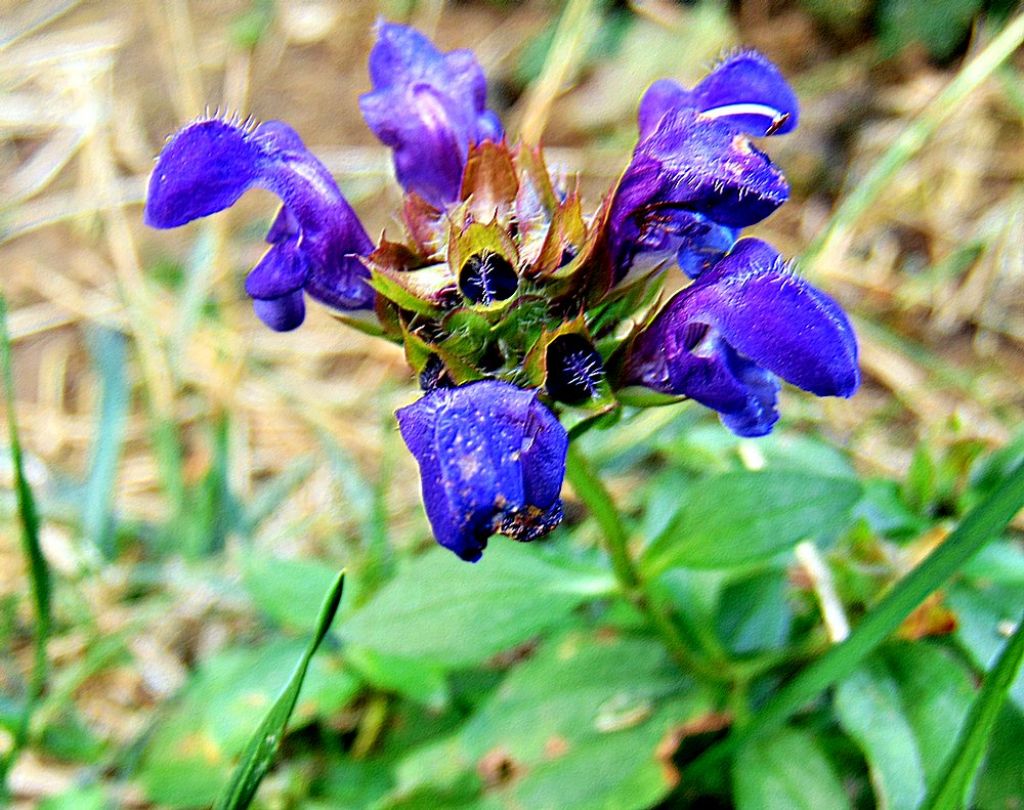 Prunella grandiflora