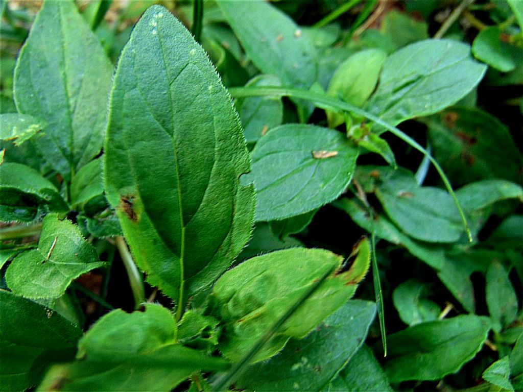 Prunella grandiflora