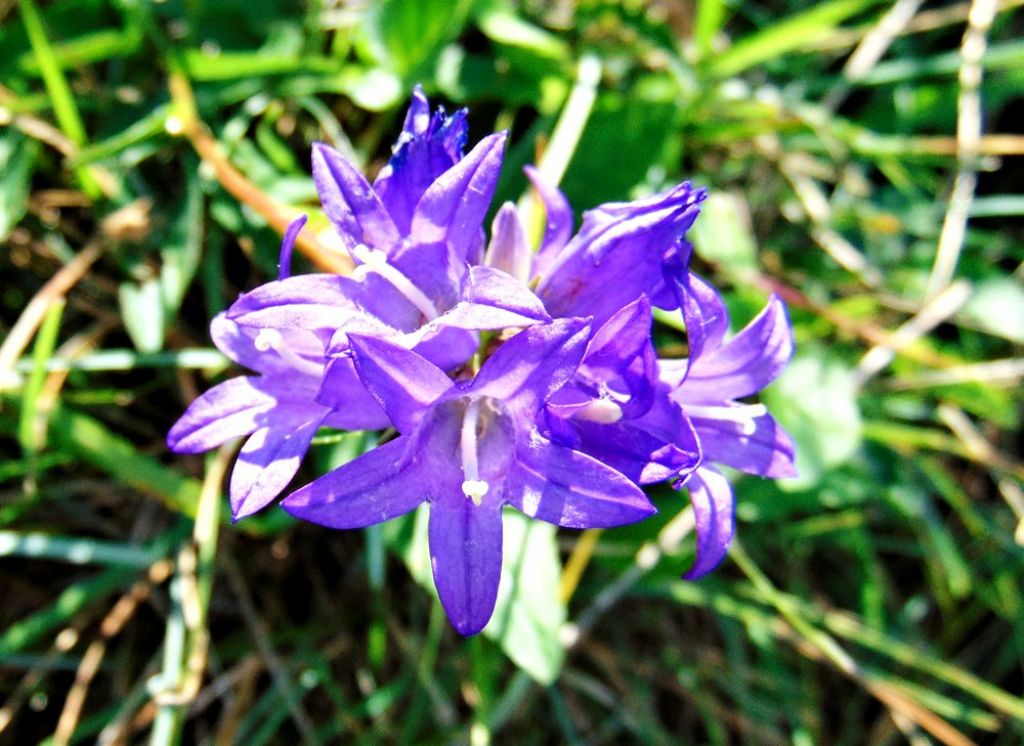 Campanula glomerata