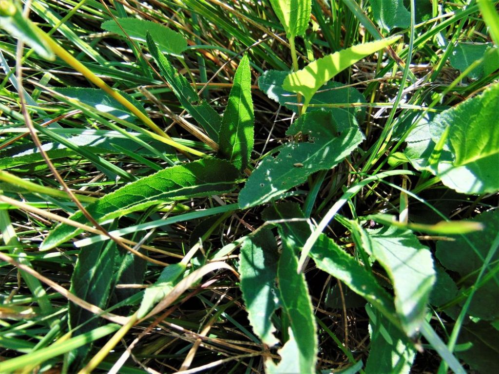 Campanula glomerata