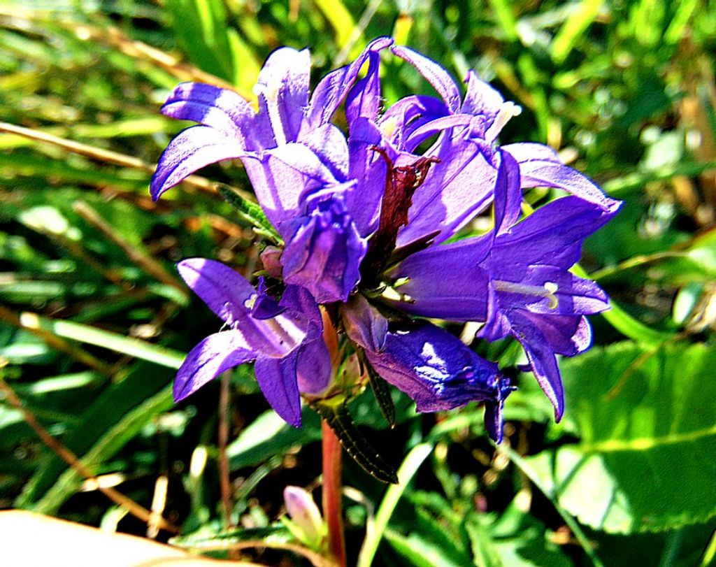 Campanula glomerata