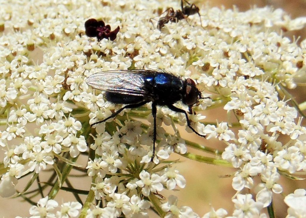 Calliforide: cf. Calliphora sp. maschio