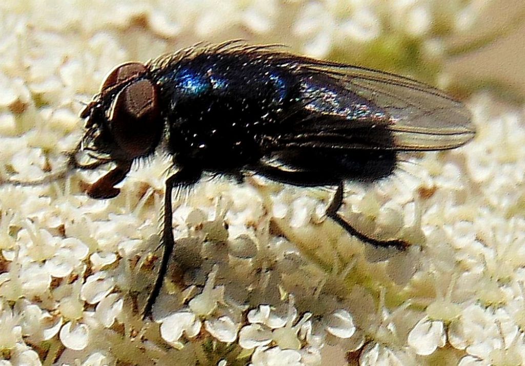 Calliforide: cf. Calliphora sp. maschio