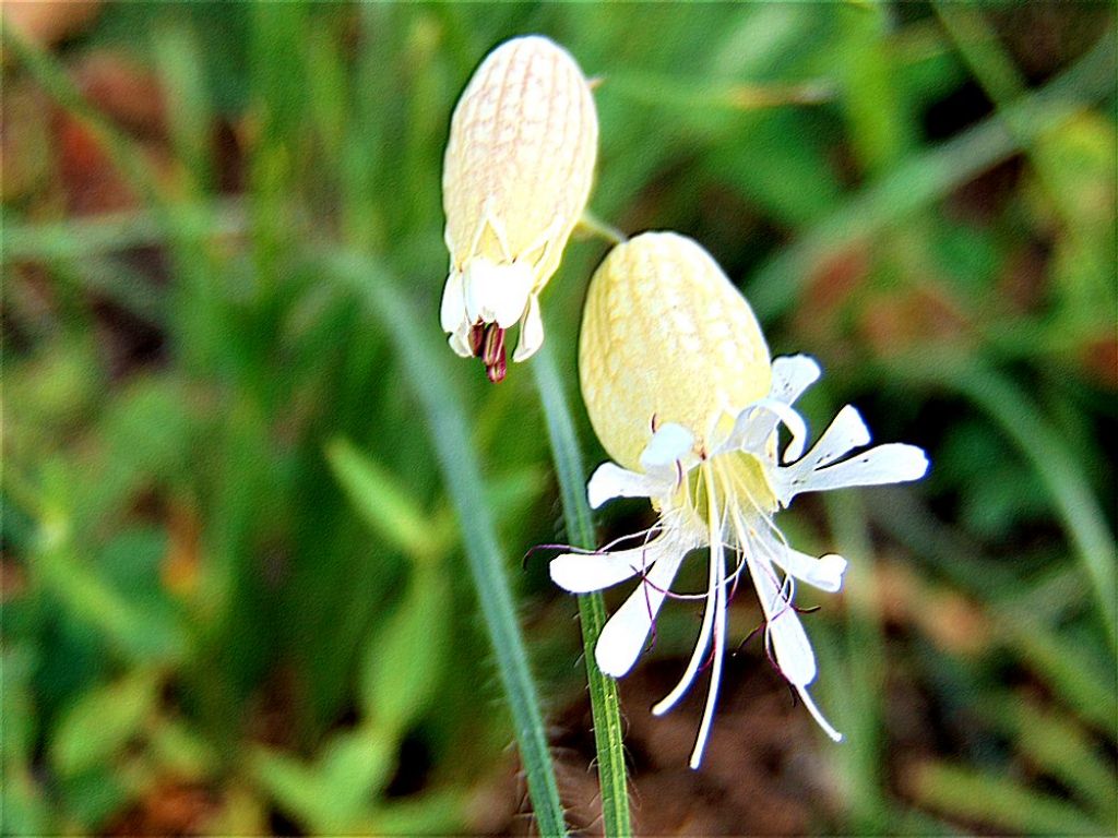 Silene vulgaris