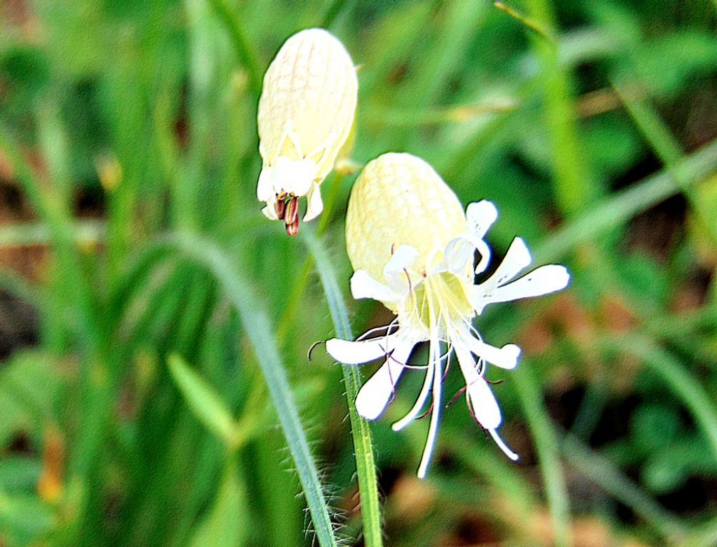 Silene vulgaris