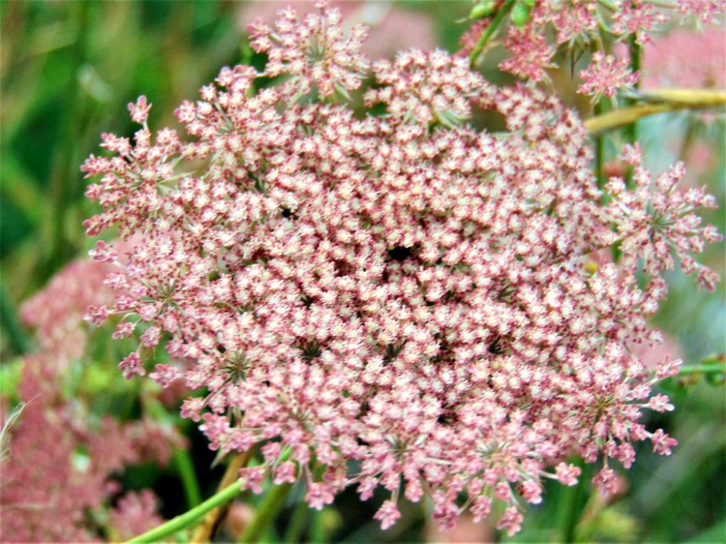 Daucus carota