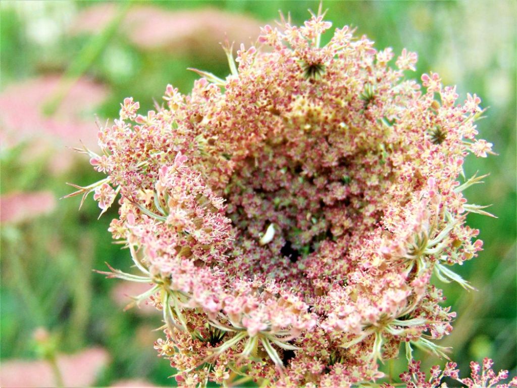 Daucus carota