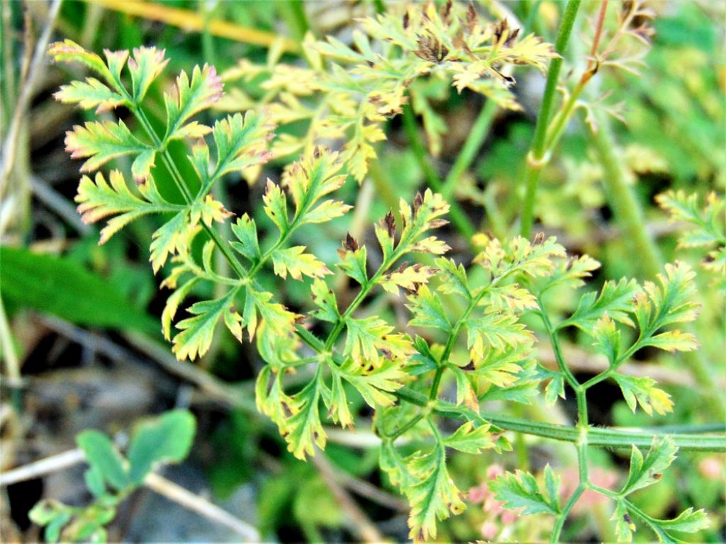 Daucus carota