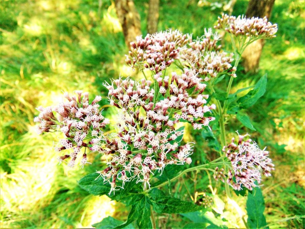 Eupatorium cannabinum