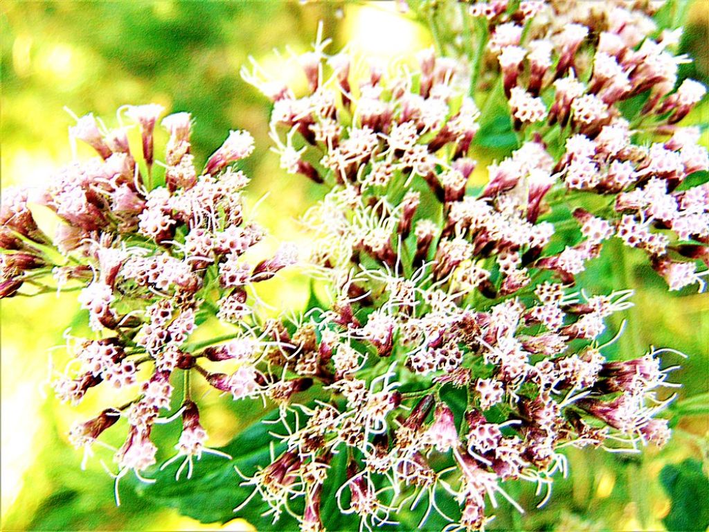 Eupatorium cannabinum