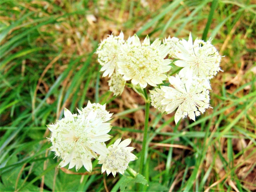 Astrantia major