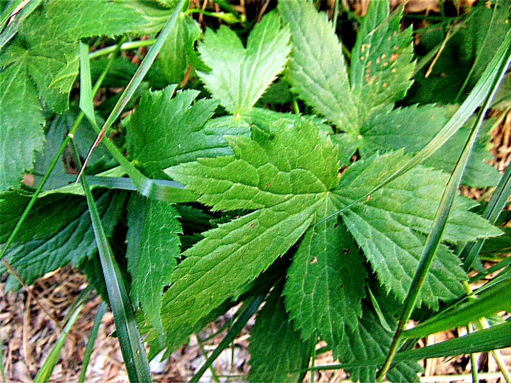 Astrantia major