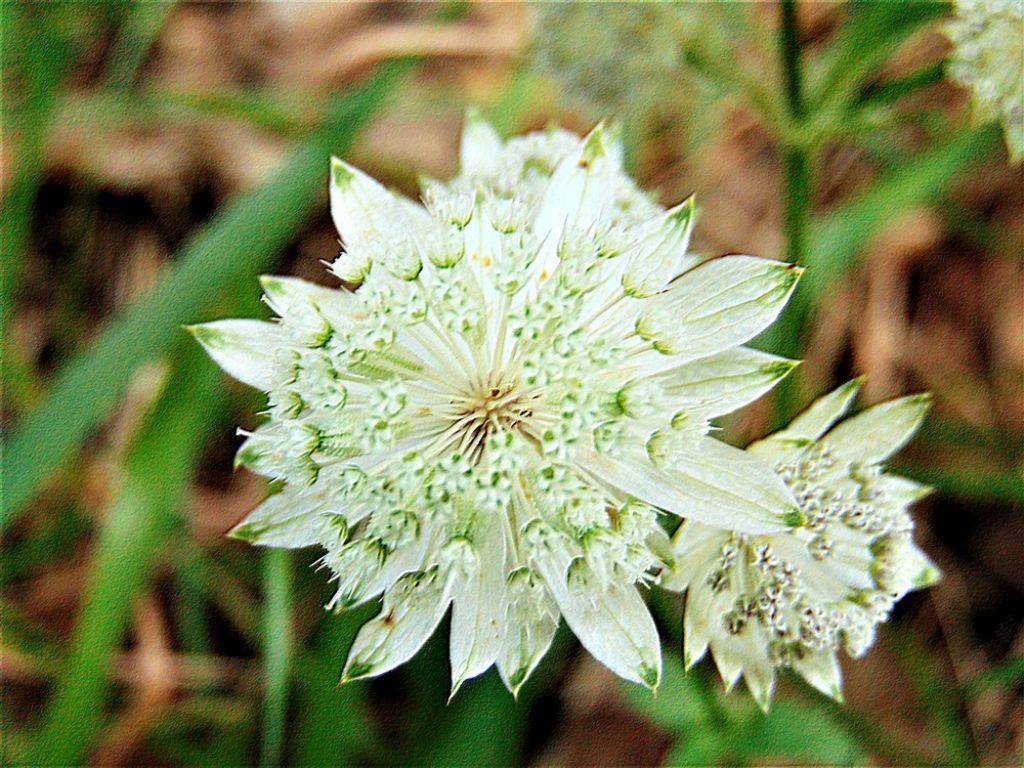 Astrantia major