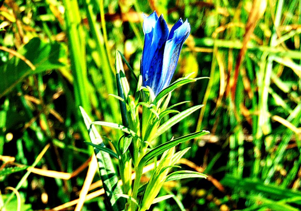 Gentiana pneumonanthe