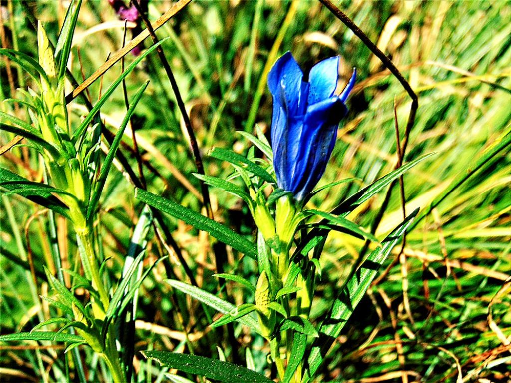 Gentiana pneumonanthe