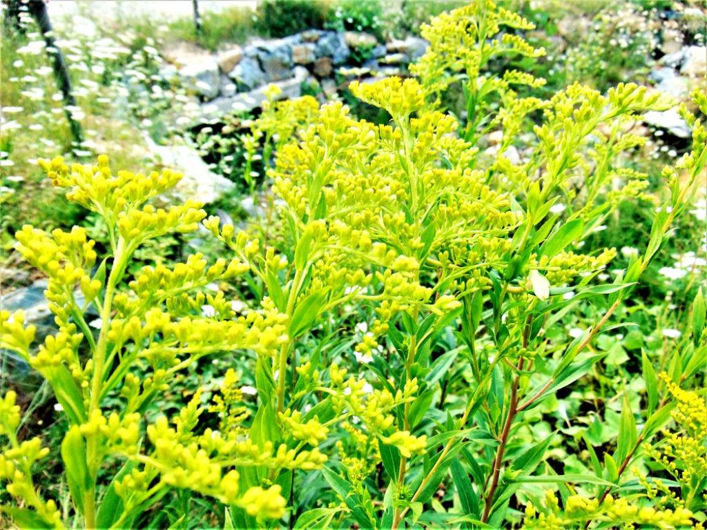 fiore da determinare - Solidago cfr. gigantea