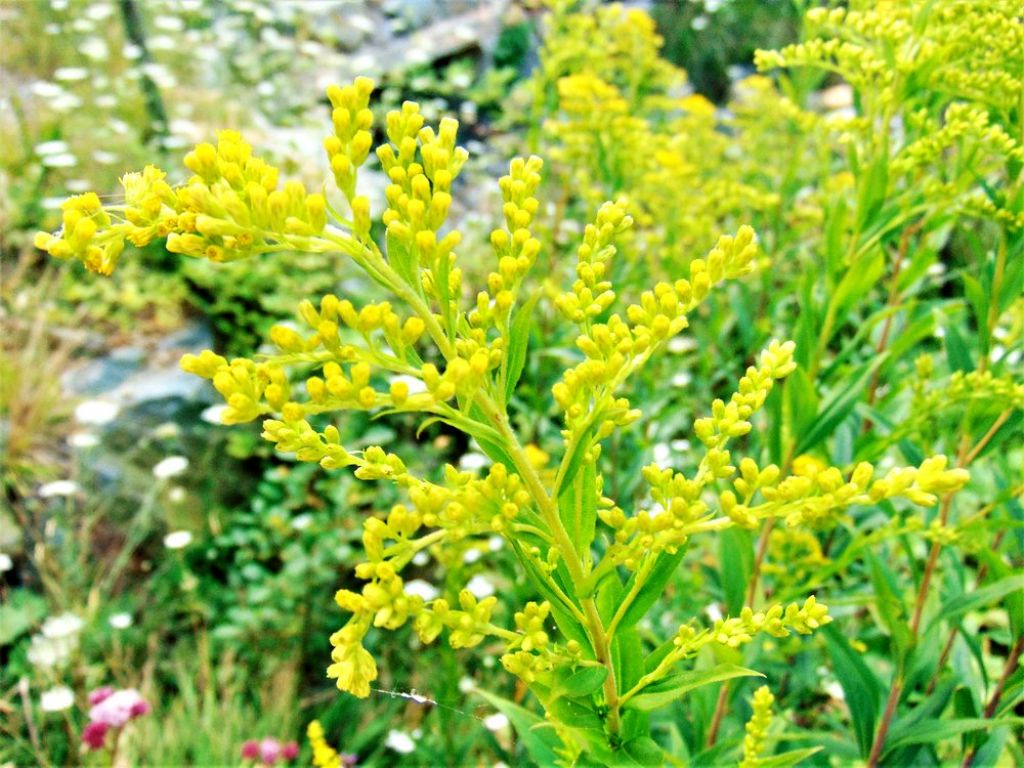 fiore da determinare - Solidago cfr. gigantea