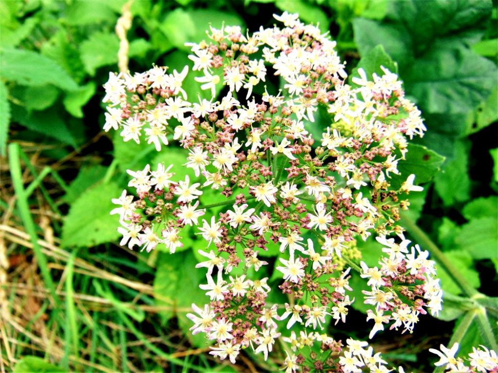 Heracleum sphondylium