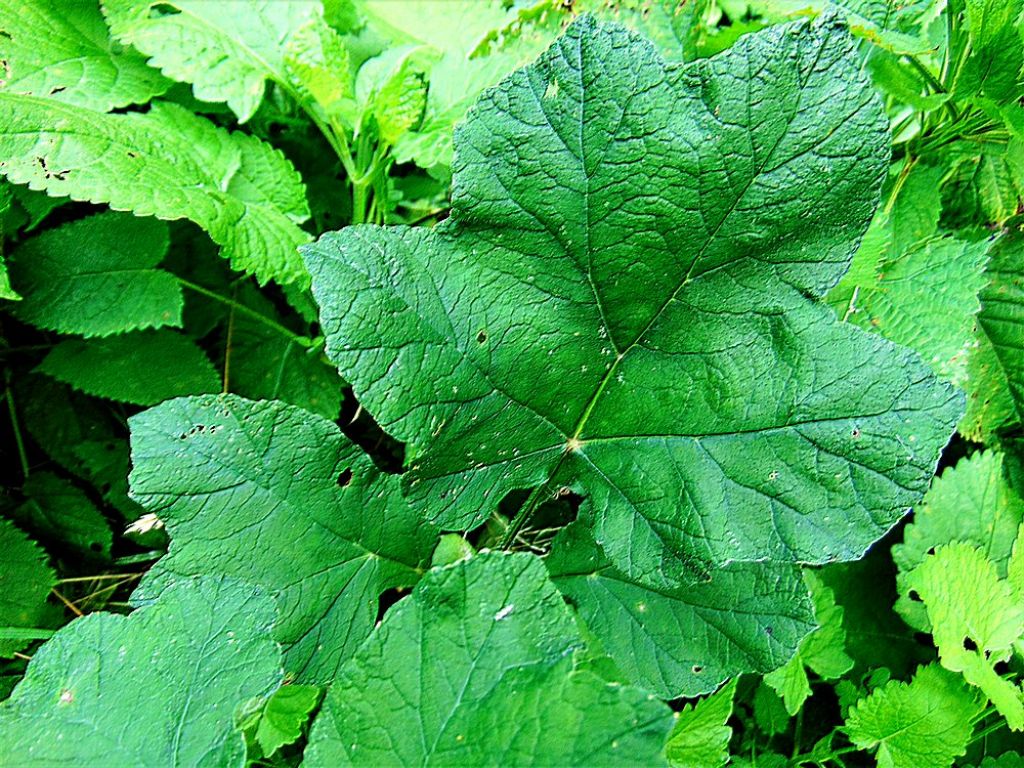 Heracleum sphondylium