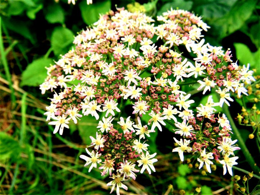 Heracleum sphondylium