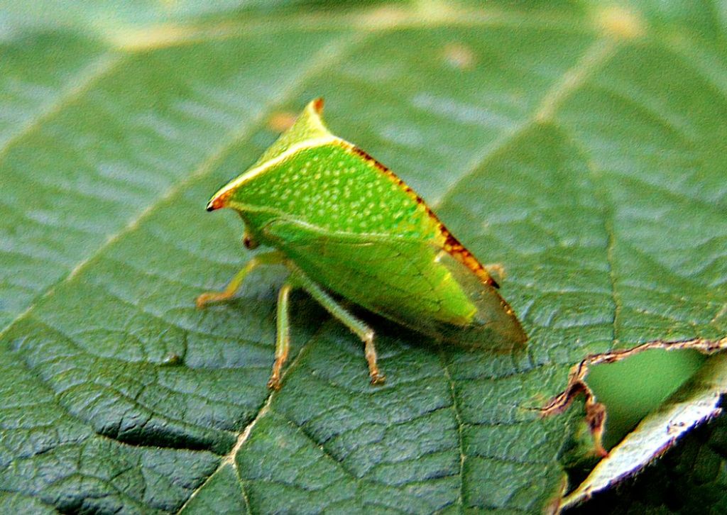 Cicadomorpha Membracidae: Stictocephala bisonia