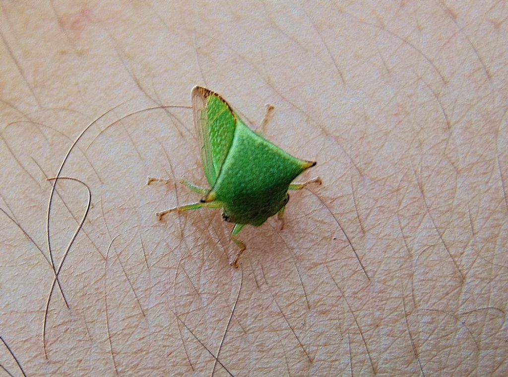 Cicadomorpha Membracidae: Stictocephala bisonia