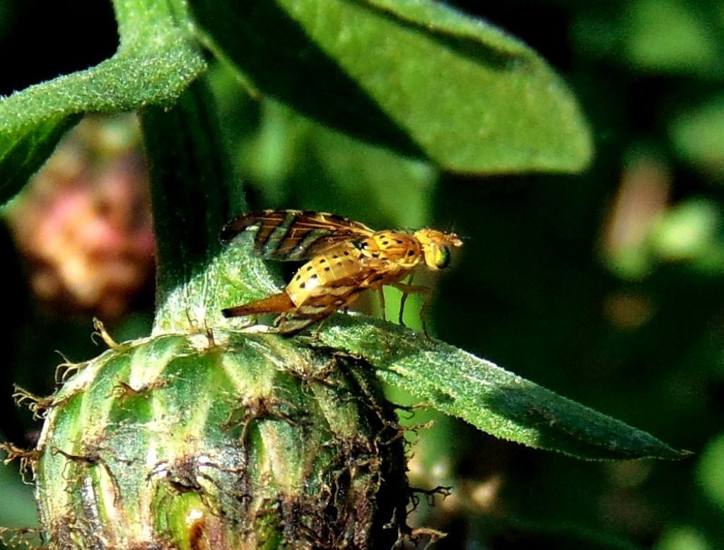 Tephritidae da det.: cfr. Chaetostomella cylindrica